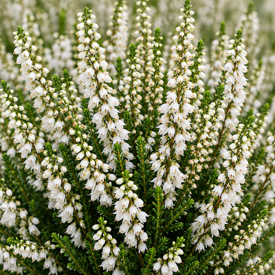 Calluna vulgaris 'Milky Way'