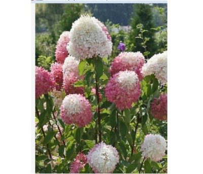 Hydrangea paniculata 'Zinfin Doll' (sur tige)