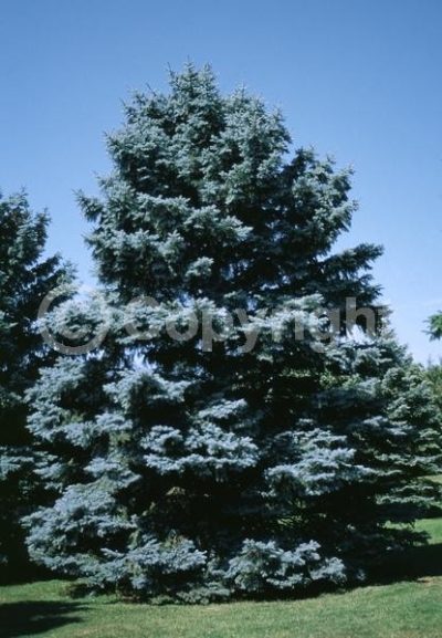 Colorado Spruce 'Erich Frahm'