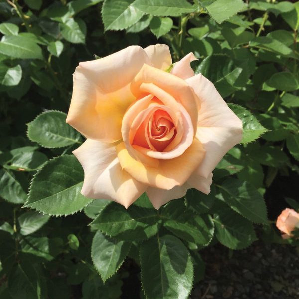 Rosier hybride 'Devotion'