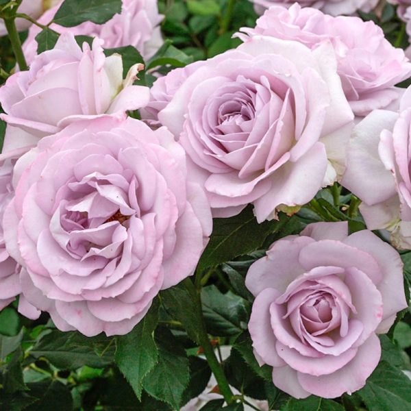 Rosa floribunda 'Silver Lining'