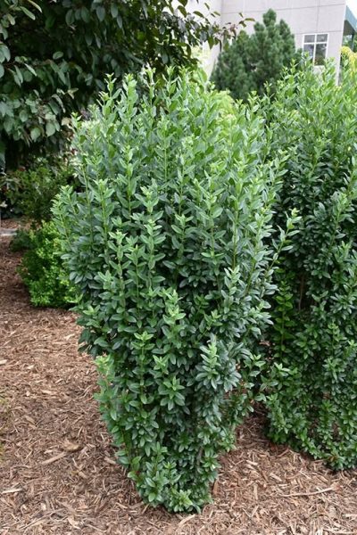 Ligustrum vulgare 'Straight Talk'