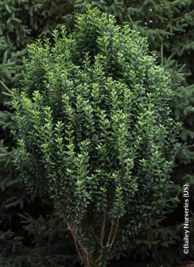 Straight Talk Privet