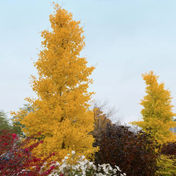 Ginkgo biloba 'Goldspire'
