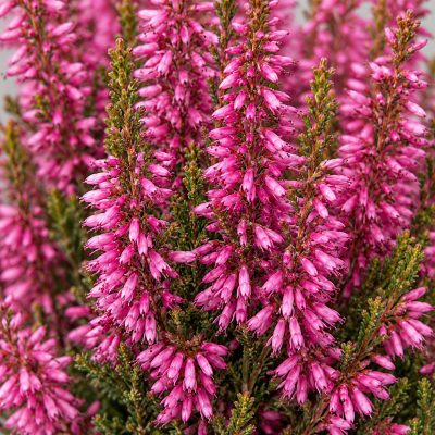 Calluna vulgaris 'Agnès'