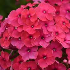 Phlox paniculé 'Ka-Pow Pink'