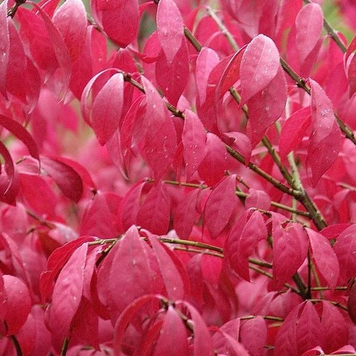 Euonymus alatus 'Compactus' STD