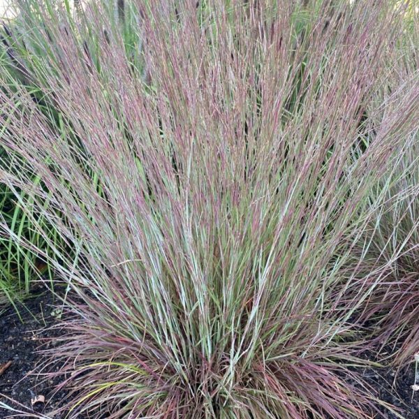 Schizachyrium scoparium 'Little Red Fox'