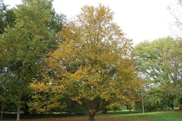 Betula alleghaniensis