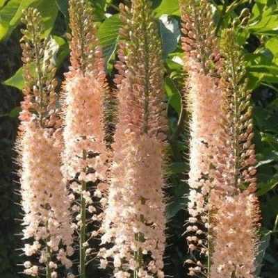 Lis des steppes 'Romance'