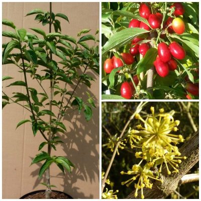 Cornouiller mâle 'Jolico'