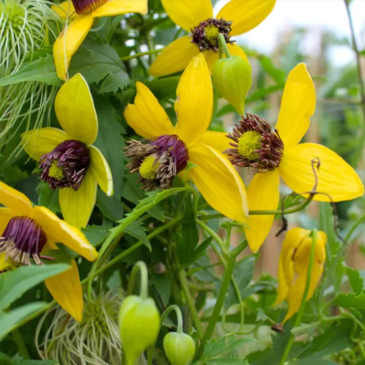 Clématite 'Golden Harvest'