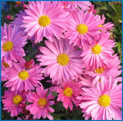 Chrysanthème 'Mammoth'