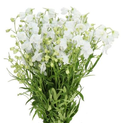 Pied-d'alouette 'Sneeuwwitje'