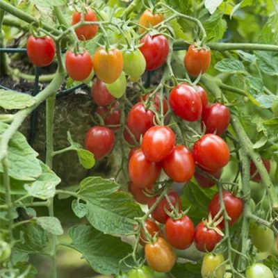 Determinate red grape tomato