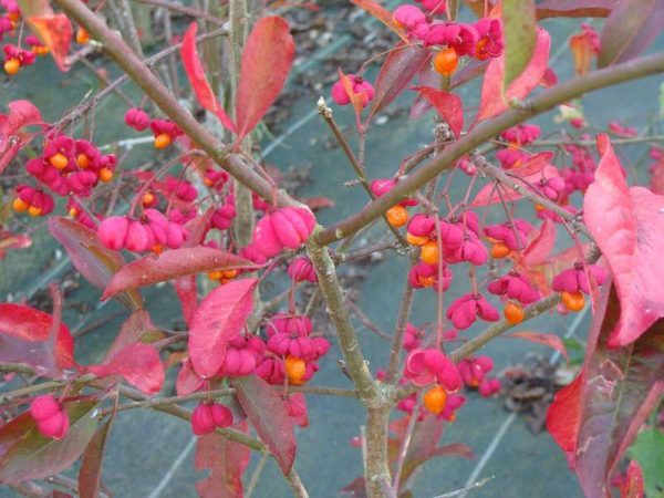 Spindle 'red Cascade'