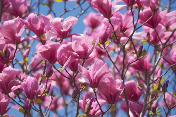 Magnolia 'Galaxy'