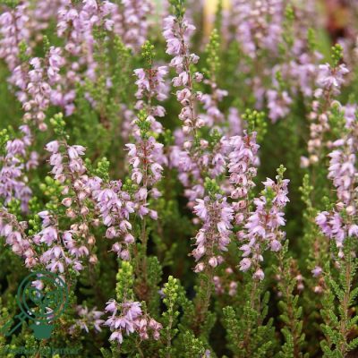 Calluna vulgaris 'Blaze'