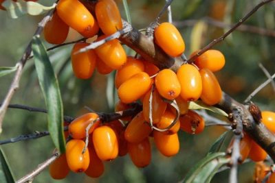 Argousier 'Orange Russian' (femelle)