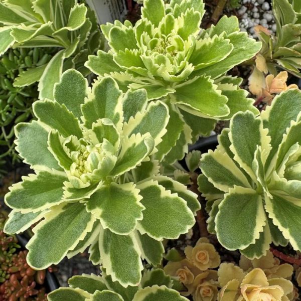 Sedum 'Atlantis'