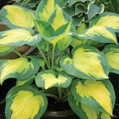 Hosta 'Forbidden Fruit'