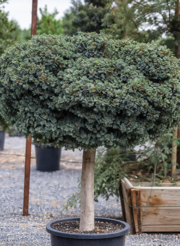 Picea omorika 'Nana' STD