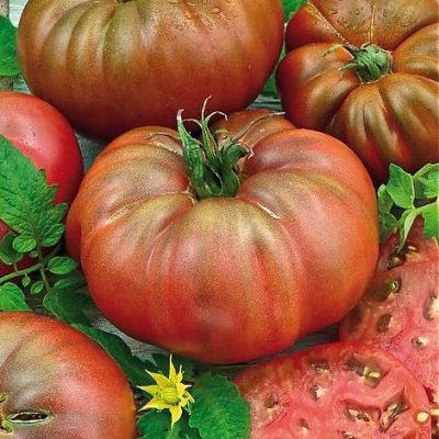 Indeterminate purple tomato