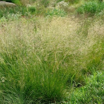 Deschampsia caespitosa