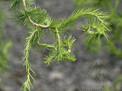 Larix decidua 'Hortsmann's Recurva' STD