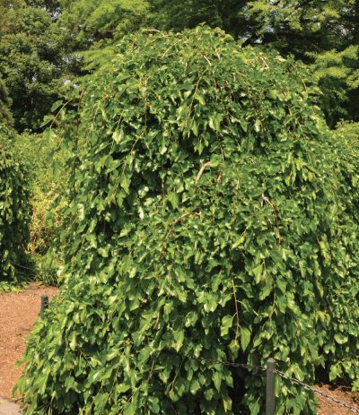 Morus alba 'Pendula' STD