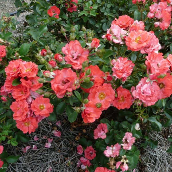 Rosa couvre-sol 'Coral Drift'