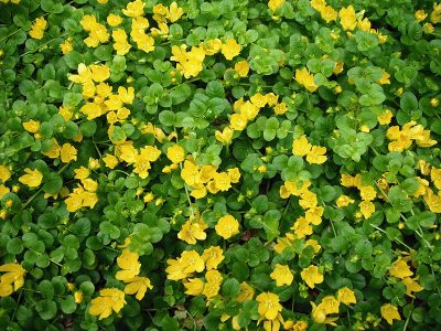 Creeping Jenny