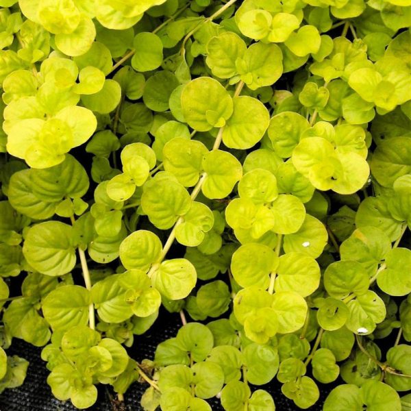 Lysimachia nummularia 'Aurea'