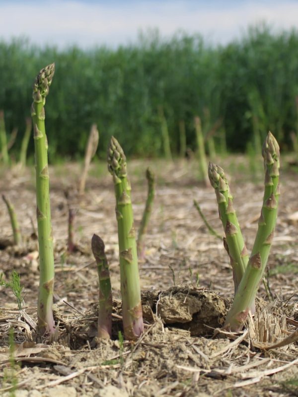 Asperge 'Millenium'