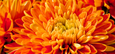 Chrysanthemum