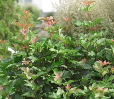 Viburnum trilobum 'Red Wing'