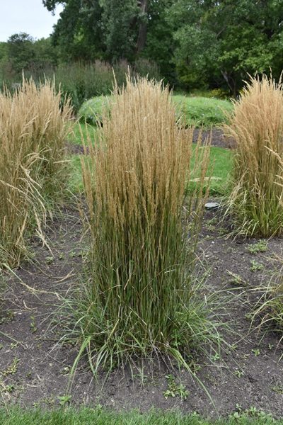 Calamagrostis x 'Hello Spring'