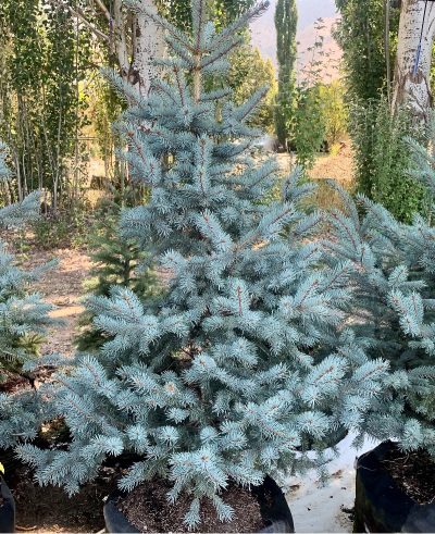 Épinette du Colorado 'Baby Blue Eyes'