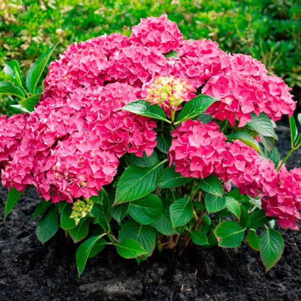 Hydrangea macrophylla 'Drama Queen' BE