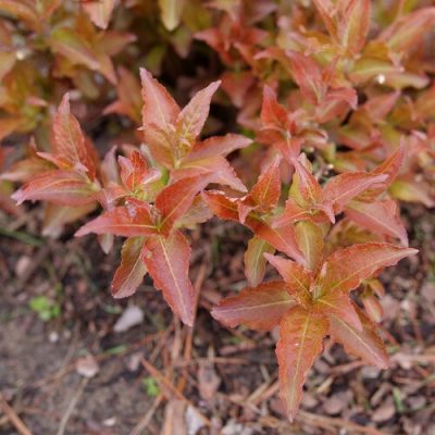 Diervilla 'Kodiak Red 2.0' PW