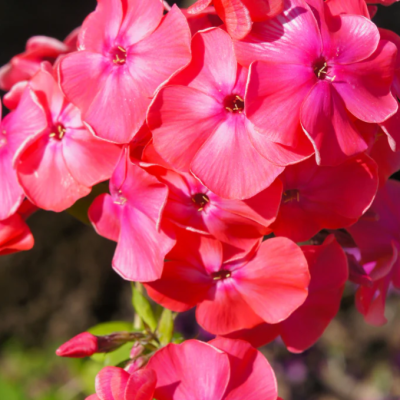 Phlox paniculata 'Flame Coral'