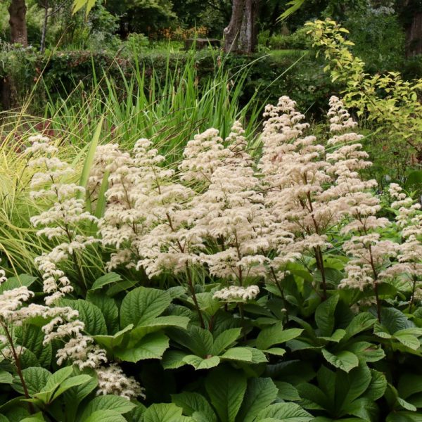 Rodgersia pinnata 'Elegans'