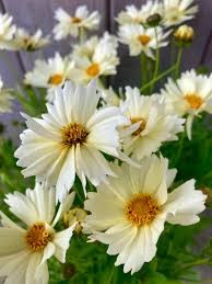 Coreopsis x 'UpTick Cream and Red'