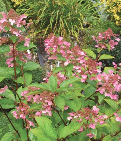Hydrangea paniculata 'Fire and Ice' (sur tige)