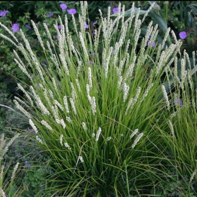 Deschampsia cespitosa 'Pixie Fountain'