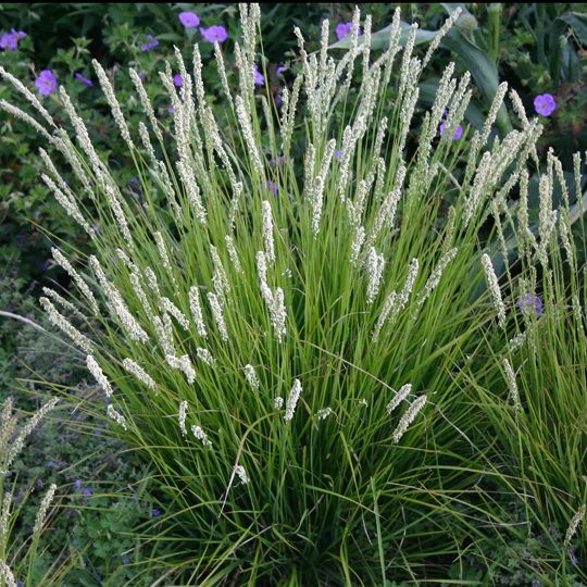 Deschampsia cespitosa 'Pixie Fountain'