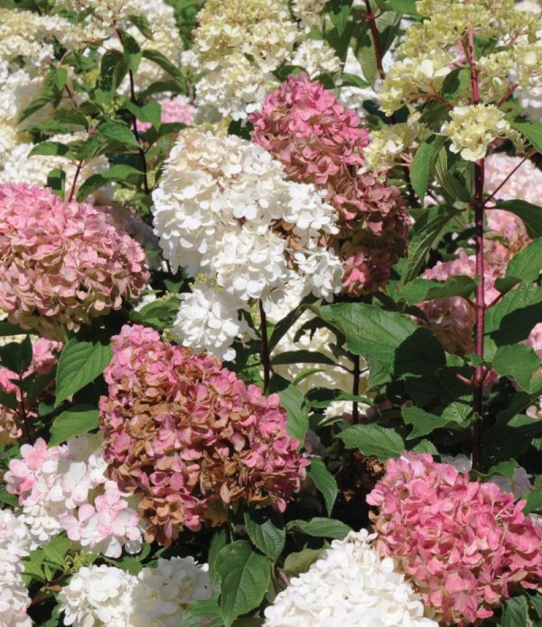 Hydrangea paniculata 'Vanille Fraise' FE (sur tige)