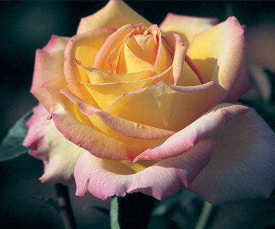 Rosa HT 'Peace'