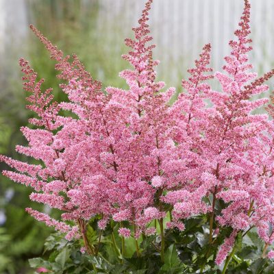 Astilbe x 'Razzle Dazzle'