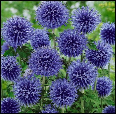 Boule azurée 'Blue Globe'